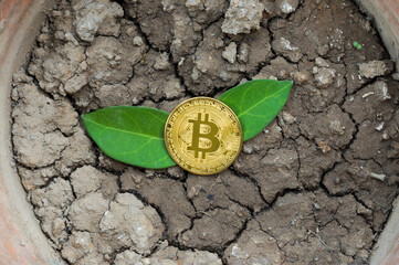 Bitcoin with green leafs on cracked soil.
