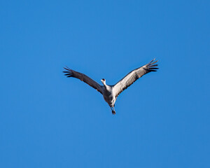 Photograph of Sandhill Cranes