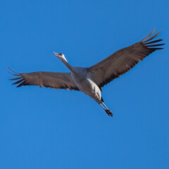 Photograph of Sandhill Cranes