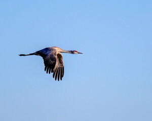 Photograph of Sandhill Cranes
