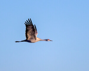 Obraz premium Photograph of Sandhill Cranes