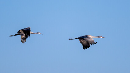 Photograph of Sandhill Cranes