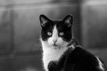Black and White photograph of a tuxedo cat