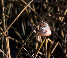 Photograph of a female Vermillion Flycatcher