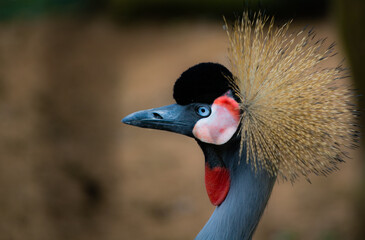 crowned crane bird © GeorgeLucas