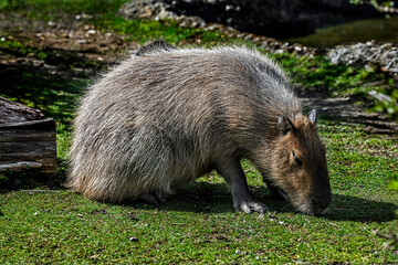 Capybara grazing on the lawn. Latin name - Hydrochoerus hydrochaeris