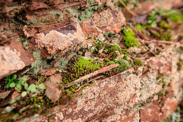 Green moss grows on red rock . Plants on old rocks under the open sky.