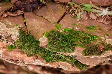Green moss grows on red rock . Plants on old rocks under the open sky.