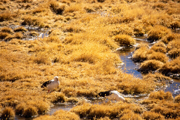 Atacama Desert Marshland with Birds