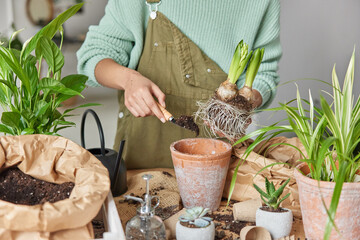 Unrecognizable person replants flower at home in new ceramic pot holds bulb plant does household chores holds shovel with soil surrounded by different containers dressed casually. Cultivation and care