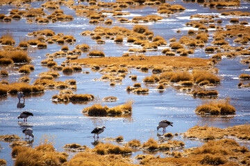 Atacama Desert Marshland with Birds