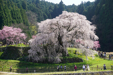 Beautiful full bloom Matabei Sakura(Cherry Blossom), Uda City, Nara Prefecture, Japan