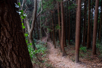 樹林帯を通る登山道