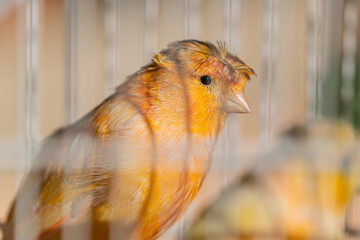 A yellow canary sitting inside its cage