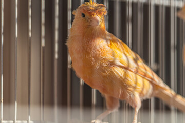 A yellow canary sitting inside its cage