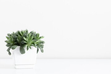 Succulents in pot on white table background. Front view.