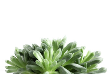 Succulents in pot on white table background. Front view.
