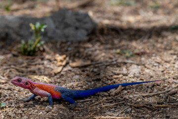 lizard basking in the sun in serengeti national park