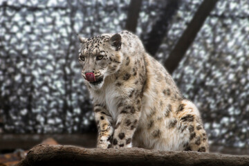portrait of a snow leopard