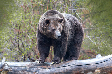 grizzly bear standing on log