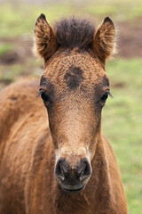 Naklejka na ściany i meble Portrait of a cute Icelandic stallion. Icelandic horse. Iceland