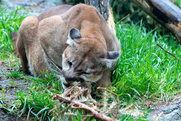 cougar eating in the grass