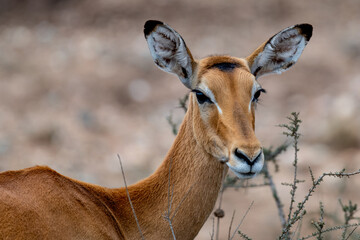 Wild Thomson's gazelles in serengeti national park