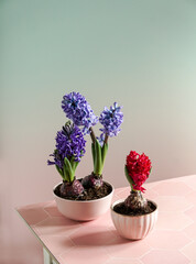 purple hyacinths still life. spring easter composition on pink background
