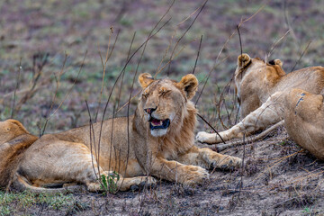 Wild lionesses in the Serengeti National Park in the heart of Africa