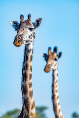 wild giraffes in Serengeti National Park in the heart of Africa