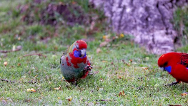 a juvenile crimson rosella  feeding on the ground at a park in the snowy mountains of nsw, australia