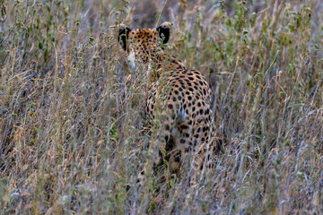 Wild cheetah in serengeti national park