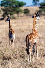 wild giraffes in Serengeti National Park in the heart of Africa