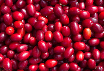 Dogwood berries.Natural background of red dogwood berries. Cornelian cherry or European cornel is a shrub with red fruits that is also often wild. He is also one of the medicinal plants.