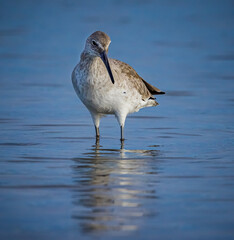 Obraz premium A willet searches the water for food in Fort DeSoto park