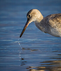 An extreme closeup profile shot of a willet fishing with water coming out of bill