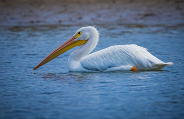 Fototapeta na wymiar Close up of a huge white pelican swimming from right to left in Fort DeSoto