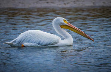 Close up of a large white pelican with flat beak.CR3