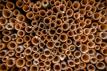 Bee house close-up, Mason bee reeds, Osmia rufa, cocoons, garden