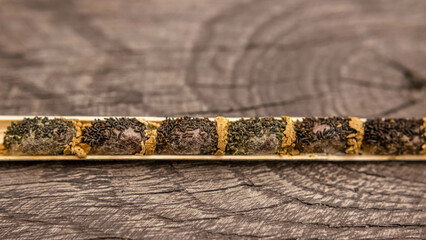 Osmia rufa, Mason bee cocoons in nesting reed close-up, harvesting