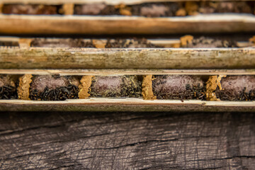 Osmia rufa, Mason bee cocoons in nesting reed close-up, harvesting