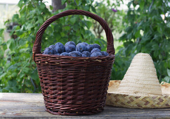Wooden basket of garden plums on a wooden table.
