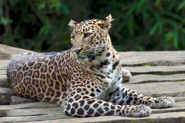 Close up portrait of Javan leopard