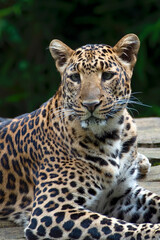 Close up portrait of Javan leopard