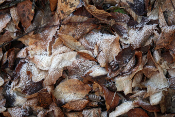 Photo frozen autumn leaves in frost