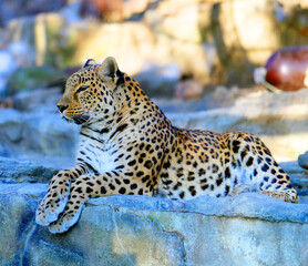 Beautiful leopard photo in sunny winter