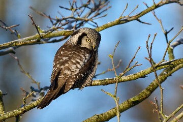 Northern hawk owl (Surnia ulula)
