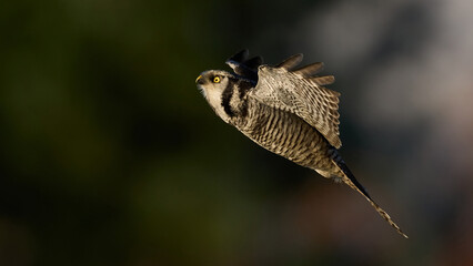 Northern hawk owl (Surnia ulula)