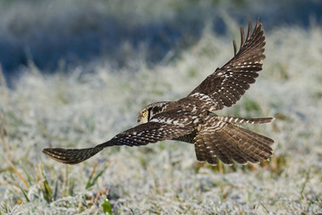Northern hawk owl (Surnia ulula)
