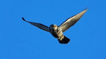 Northern hawk owl (Surnia ulula)